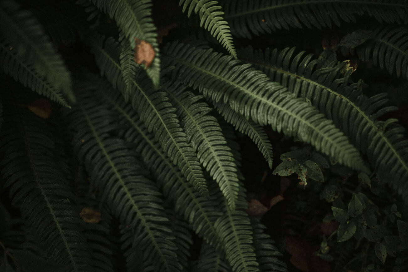 Laid-back Scottish elopement in the Lodge on Loch Goil, The Lodge on Loch Goil elopement